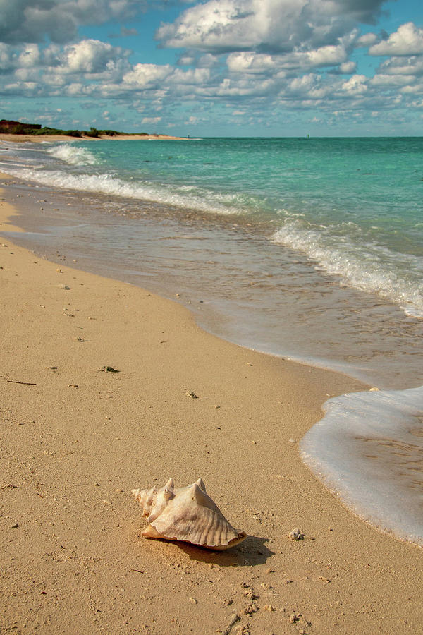 Conch Shell on Bush Key 2 Photograph by Kristia Adams
