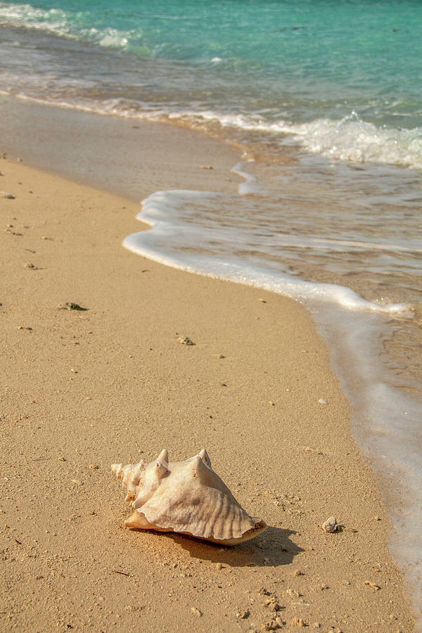 Conch Shell on Bush Key  Photograph by Kristia Adams