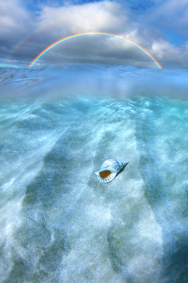 Shell Photograph - Conch Shell Rainbow by Sean Davey