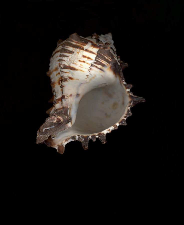 Conch Shell Photograph by Suzanne Gaff