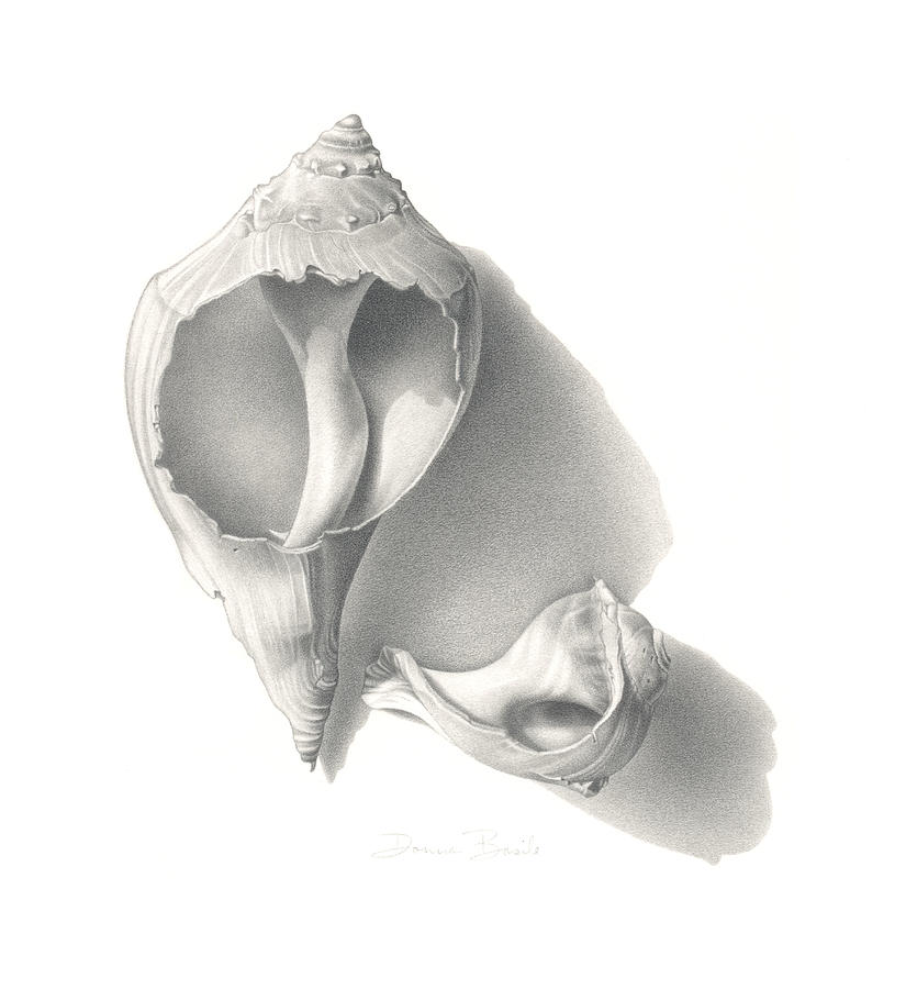 Conch Shells Drawing by Donna Basile
