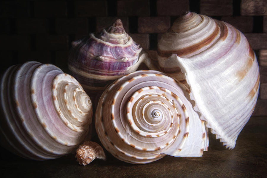 Conch Shells Still Life Closeup Photograph by Tom Mc Nemar