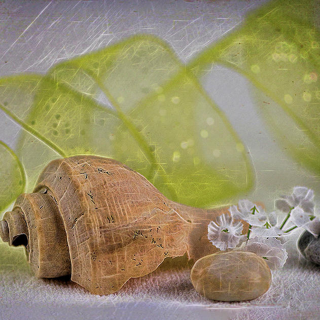Conch with flowers and stones Photograph by Cordia Murphy