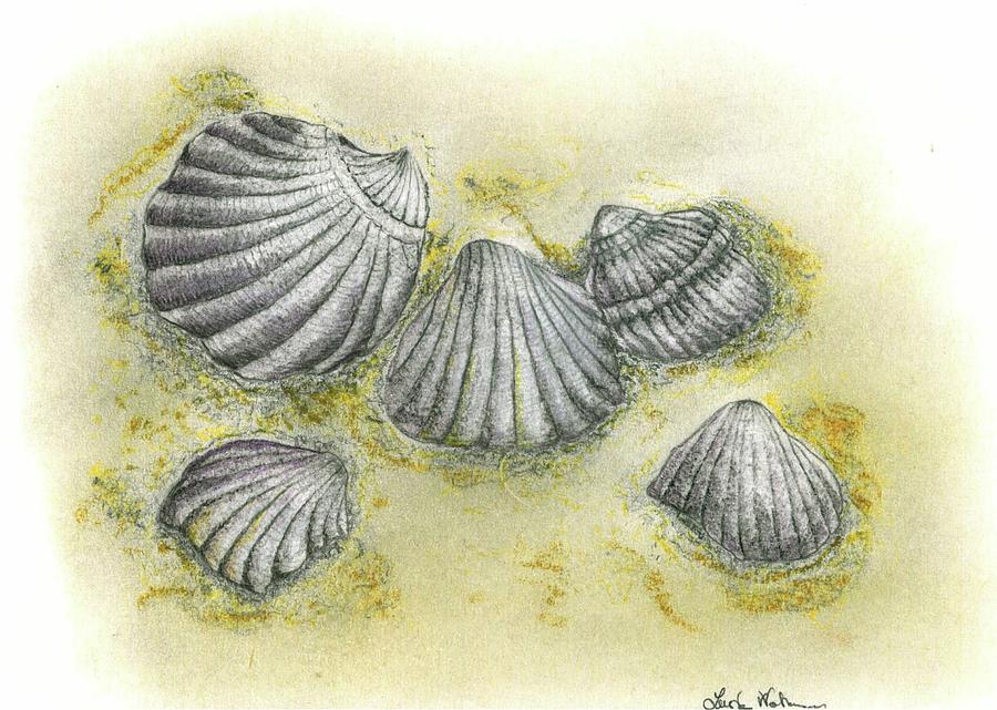 Seashells Painting - Conchiglie by Lucia Waterson