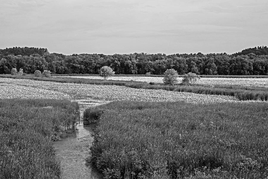 Concord MA Great Meadow Walkway Lotus Bloom Black and White Photograph by Toby McGuire