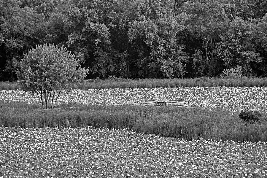 Concord MA Great Meadow Walkway Tree Lotus Bloom Black and White Photograph by Toby McGuire
