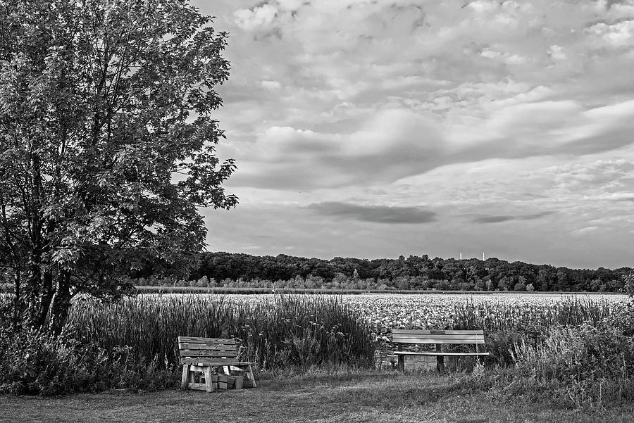 Concord MA Great Meadows Benches New England Lotus Bloom Black and White Photograph by Toby McGuire