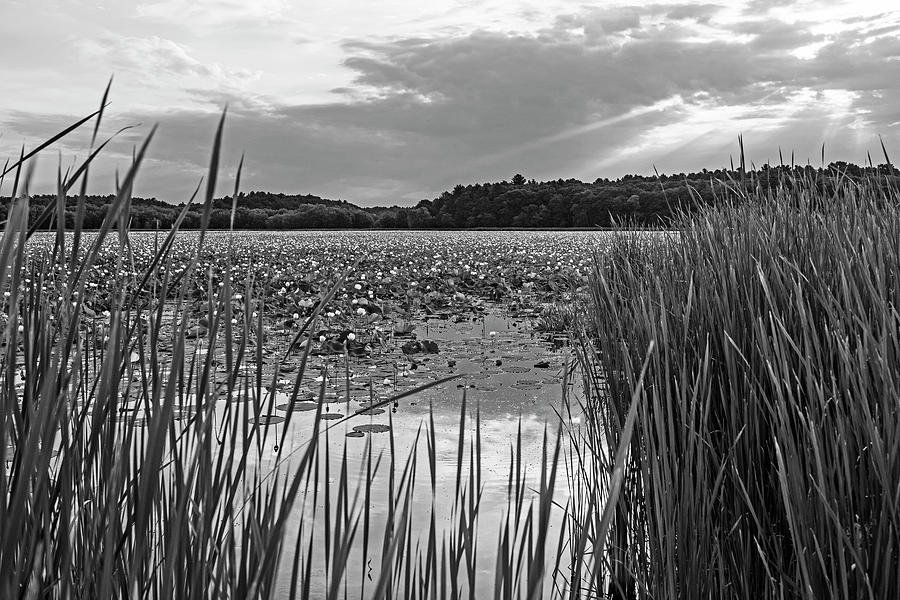 Concord MA Great Meadows Sunrise Pond Tall Grass Lotus Bloom Black and White Photograph by Toby McGuire
