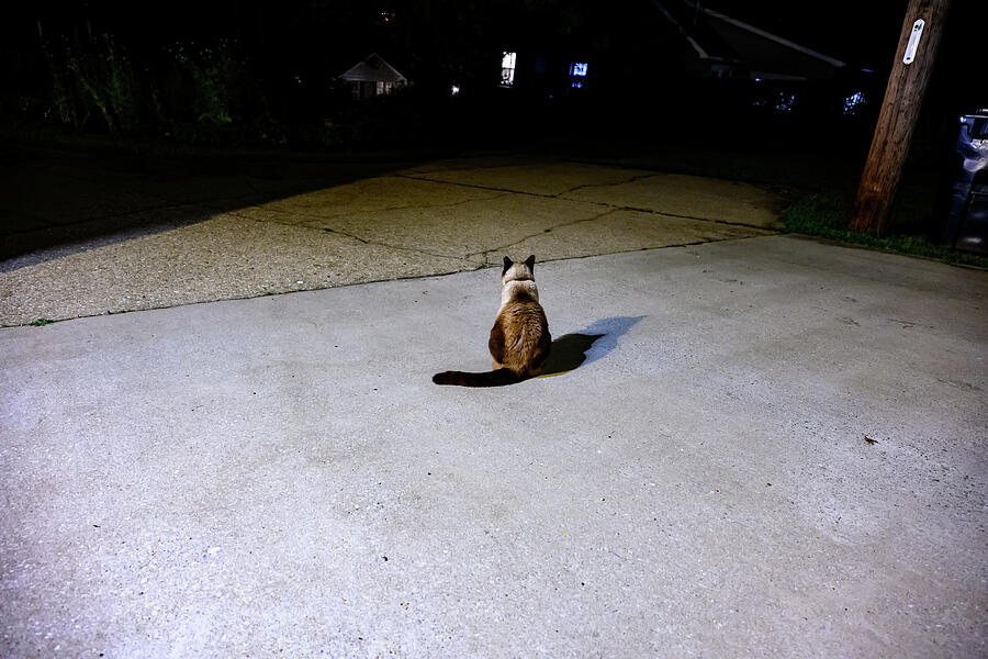 Cat Sitting on Concrete at Night Photograph - Concrete Kitty by Jeremy Butler