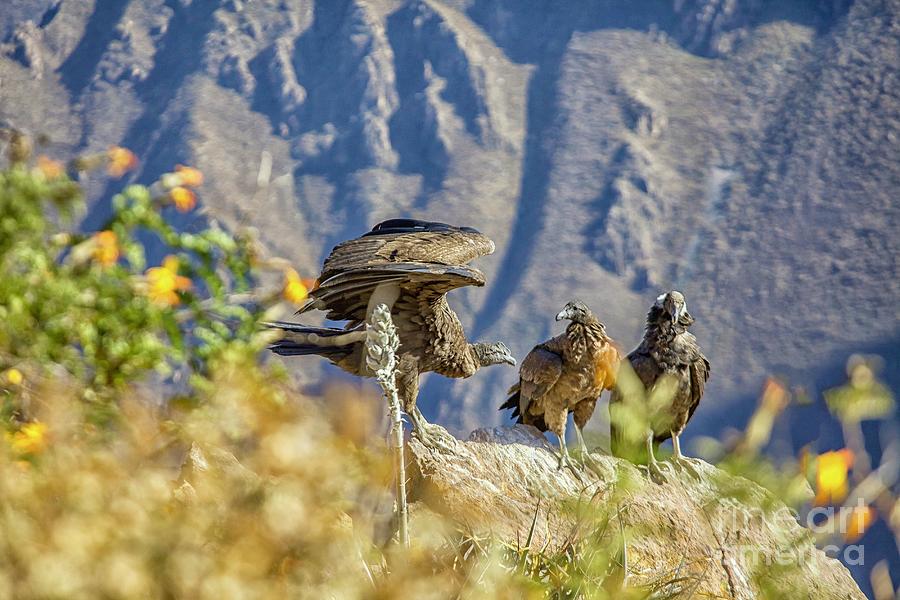 Condor chicks in Peru Photograph by Patricia Hofmeester