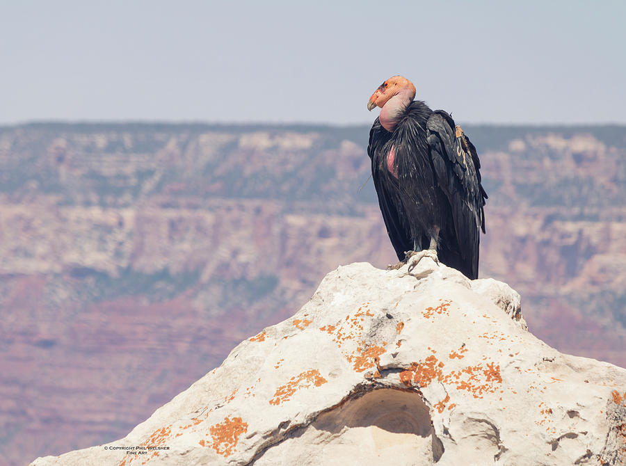 Condor - Grand Canyon Photograph by Phil Welsher