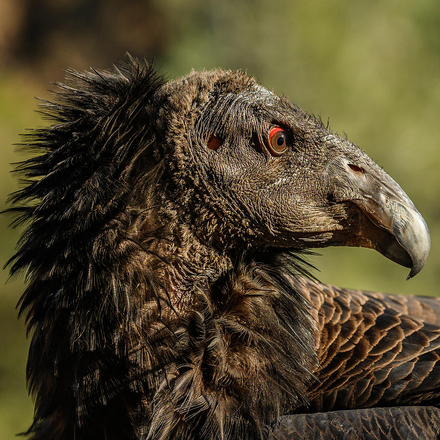Condor Profile Photograph by Kelly VanDellen