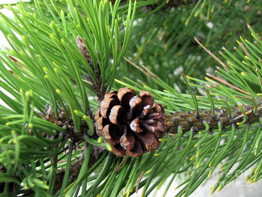 Cone Close-up Photograph By Kathryn Jones - Fine Art America