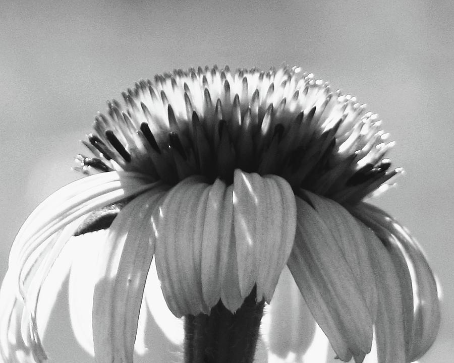 Cone Flower Photograph by Amanda R Wright