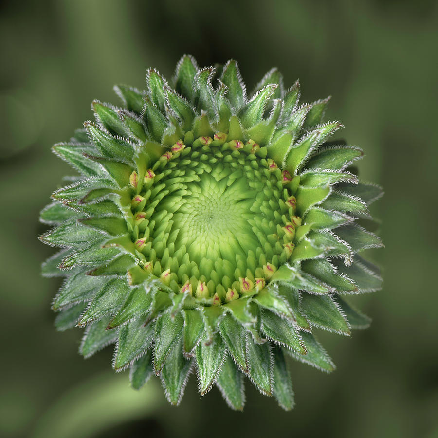 Cone Flower Bloom Photograph by AS MemoriesLiveOn Fine Art America