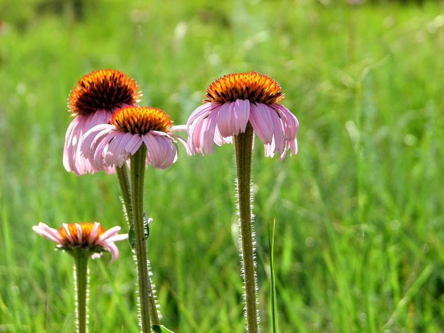 Cone Flower Cluster Photograph by Amanda R Wright