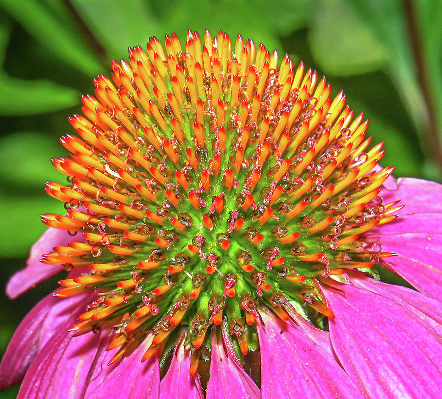 Cone Flower Explosion Photograph by Jim Moore