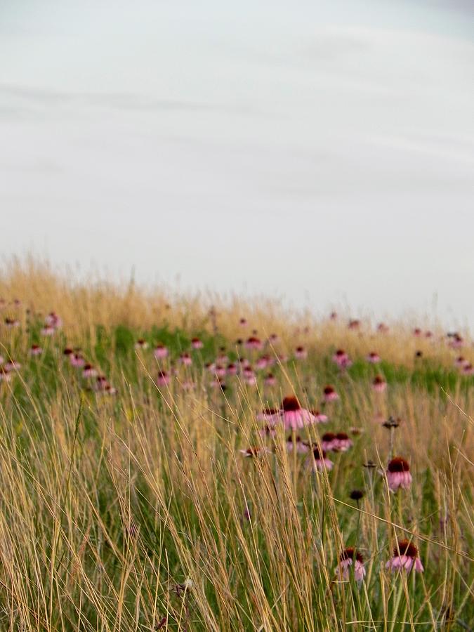 Cone Flower Field Photograph by Amanda R Wright