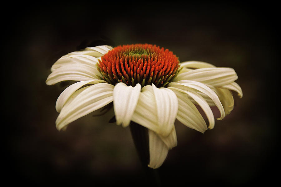 Cone Flower Photograph by Jessica Jenney