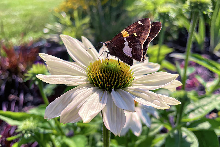 Cone Flower Nectar for a Butterfly Photograph by Bill Swartwout