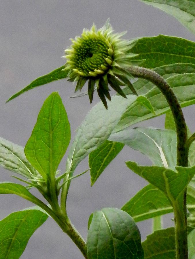 Cone Flower V Photograph by Sarah Johnson | Fine Art America