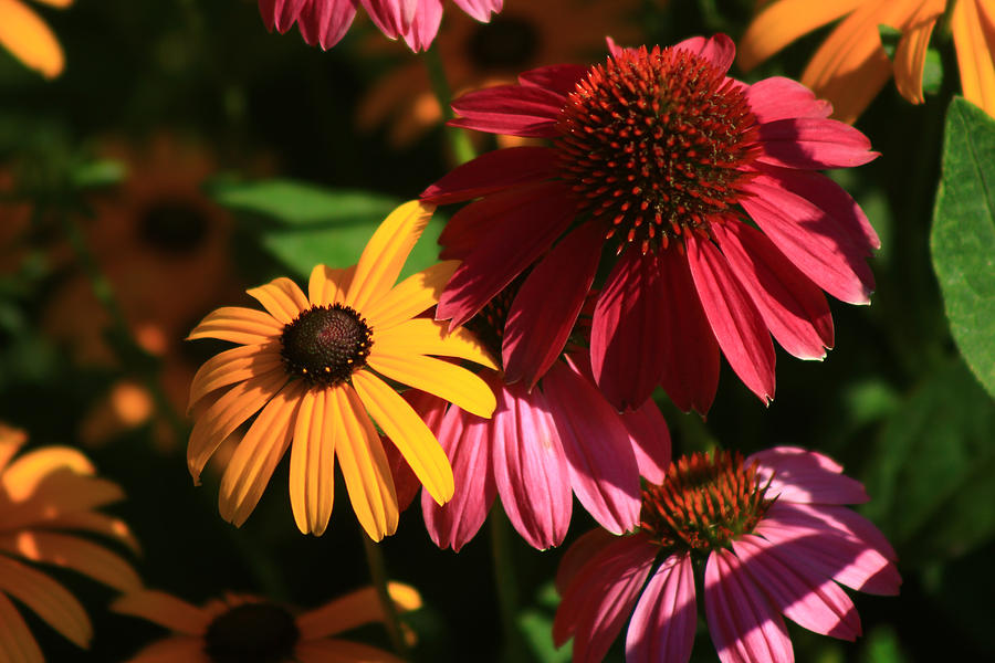 Cone Flowers And Friends Photograph By Kevin Wheeler Pixels