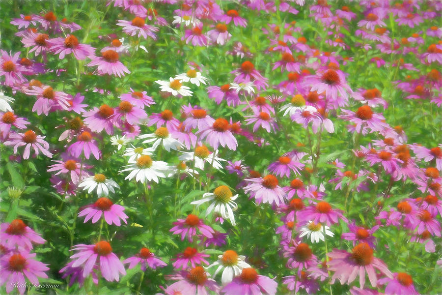 Cone Flowers Field Photograph by Kathi Isserman