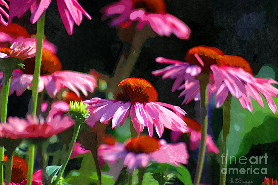 Cone Flowers in Watercolor Photograph by Robert Suggs