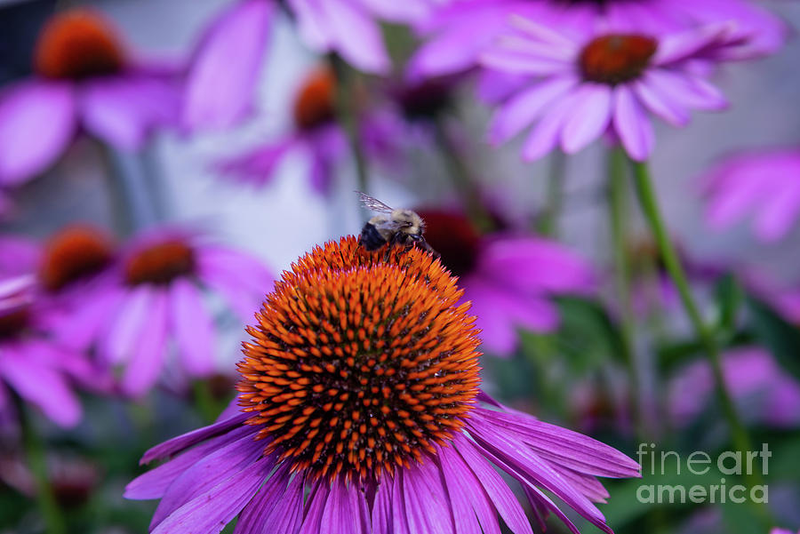 Cone Flowers Photograph By Petras Paulauskas Fine Art America