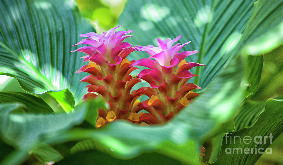 Cone Ginger Photograph By Felix Lai Fine Art America   Cone Ginger Felix Lai 