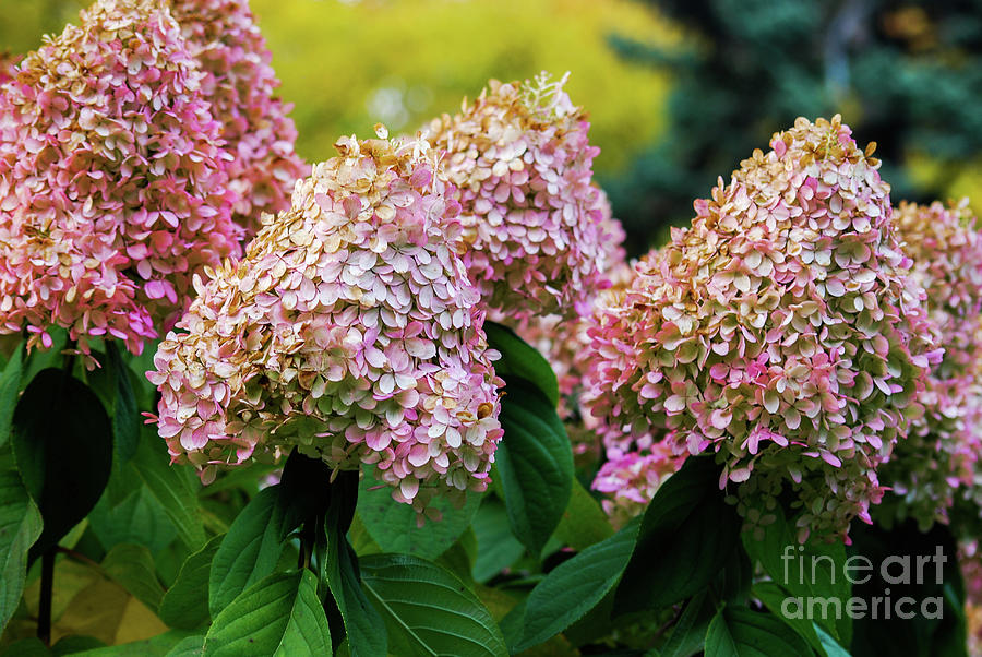 Cone Hydrangeas Photograph by Ee Photography