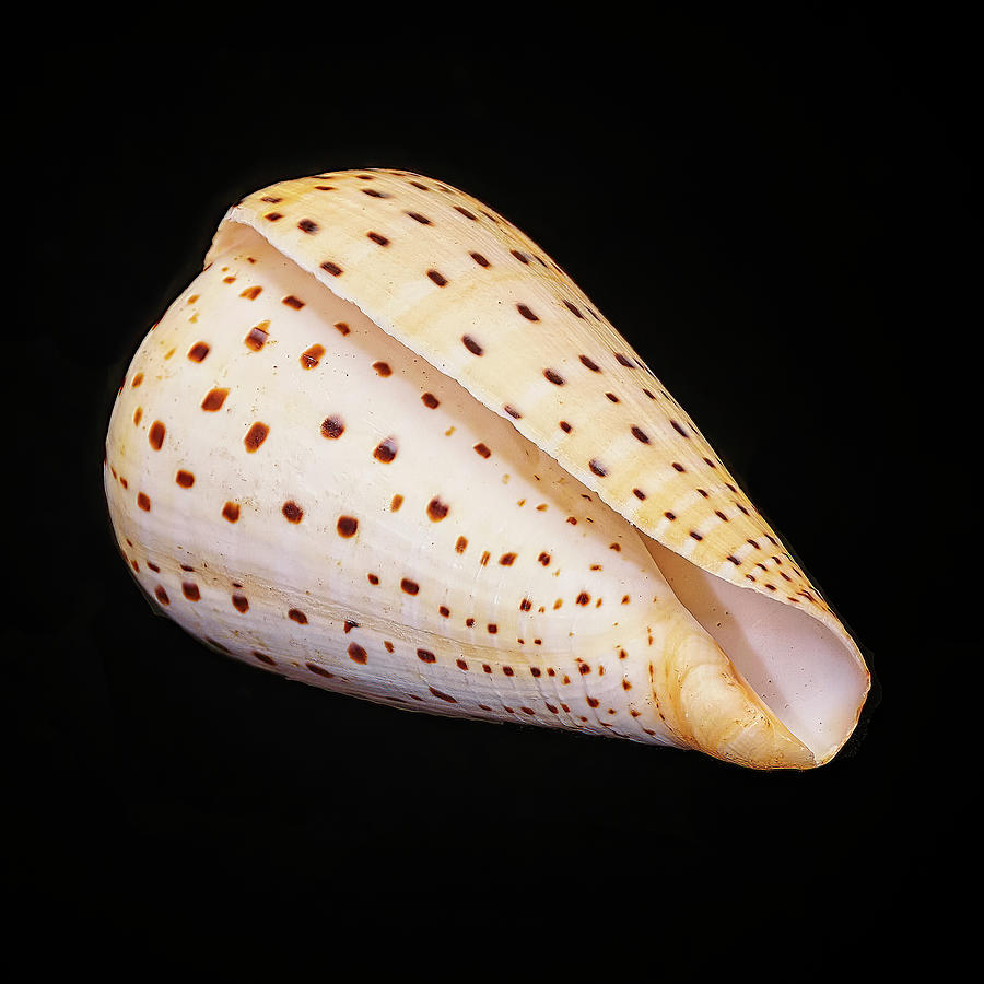 Cone Shell 1 Photograph by Bill Chambers