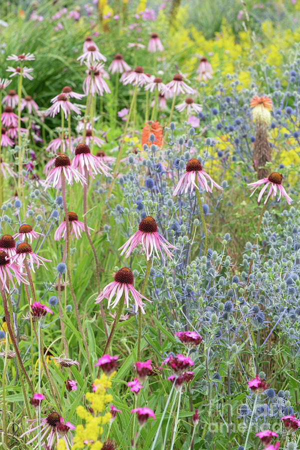 Coneflowers and Sea Holly Flowers in Summer Photograph by Tim Gainey