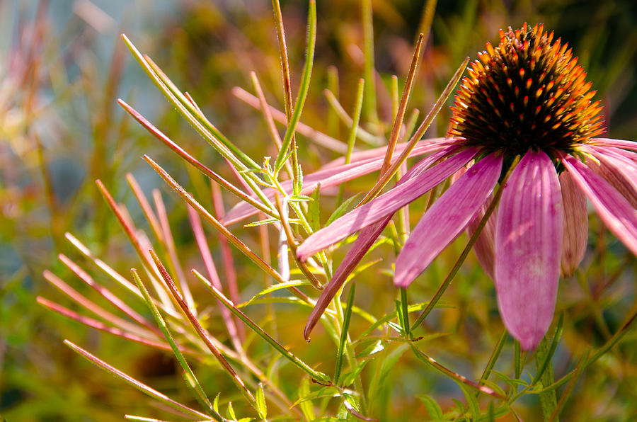 Coneflower and Willowflower Seedpods Photograph by Kristin Hatt