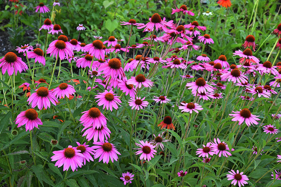 Coneflower Bed Photograph by Robert Tubesing - Fine Art America