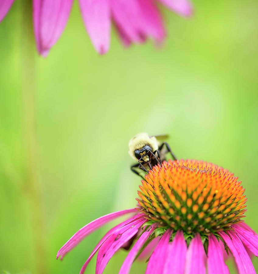 Coneflower Bee And Green Photograph