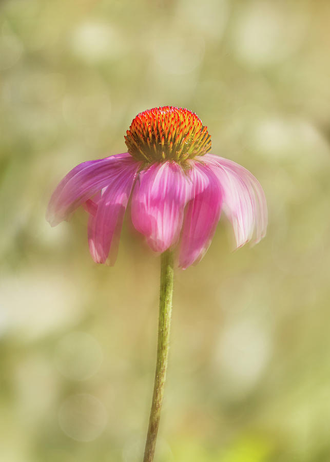 Coneflower Blur Photograph by Patti Deters