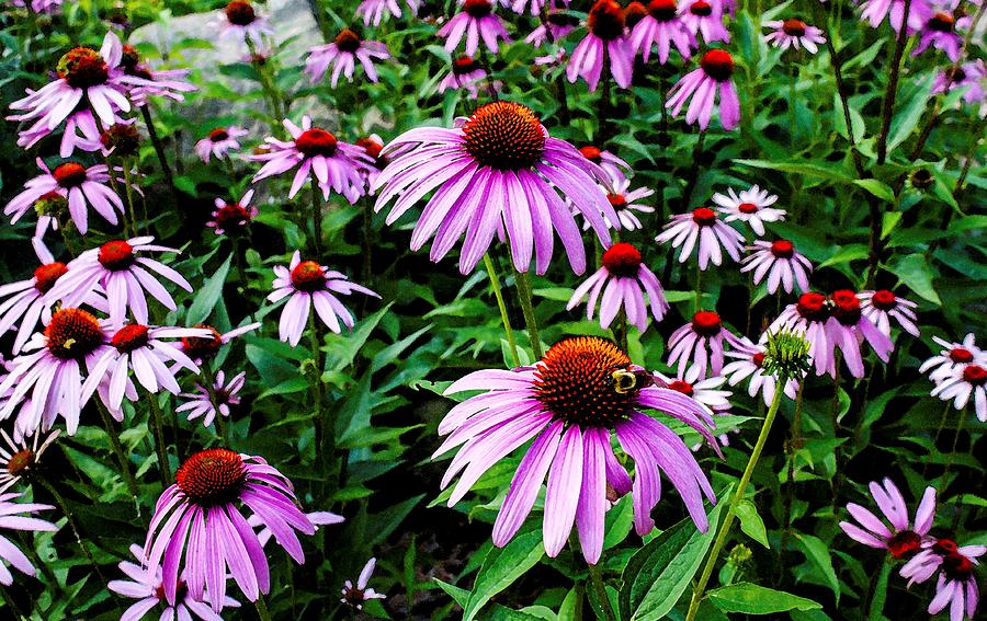 Coneflowers In A Meadow Photograph by Stephanie Dailey - Fine Art America