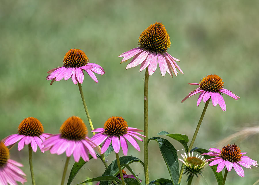 Coneflower Photograph by Debby Richards