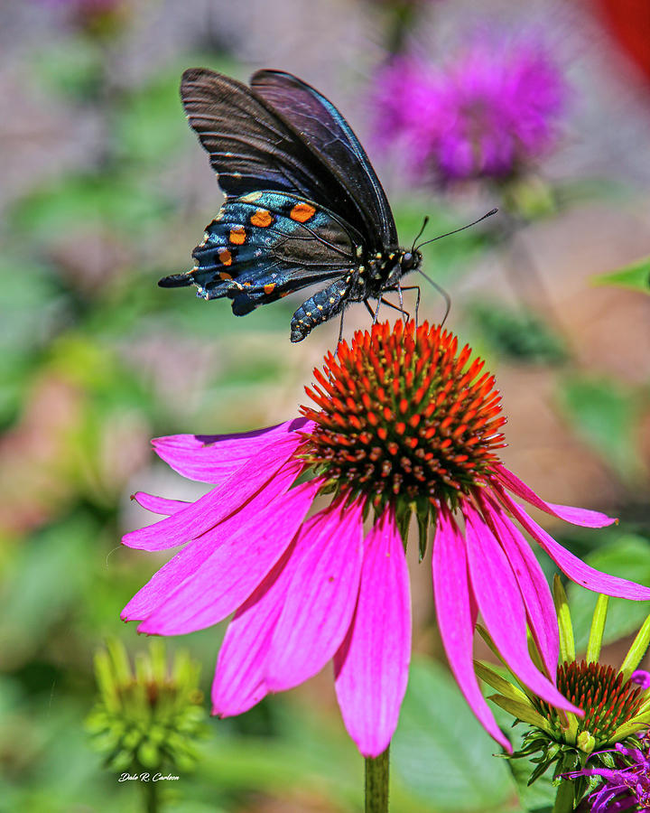 Coneflower Diner Photograph by Dale R Carlson