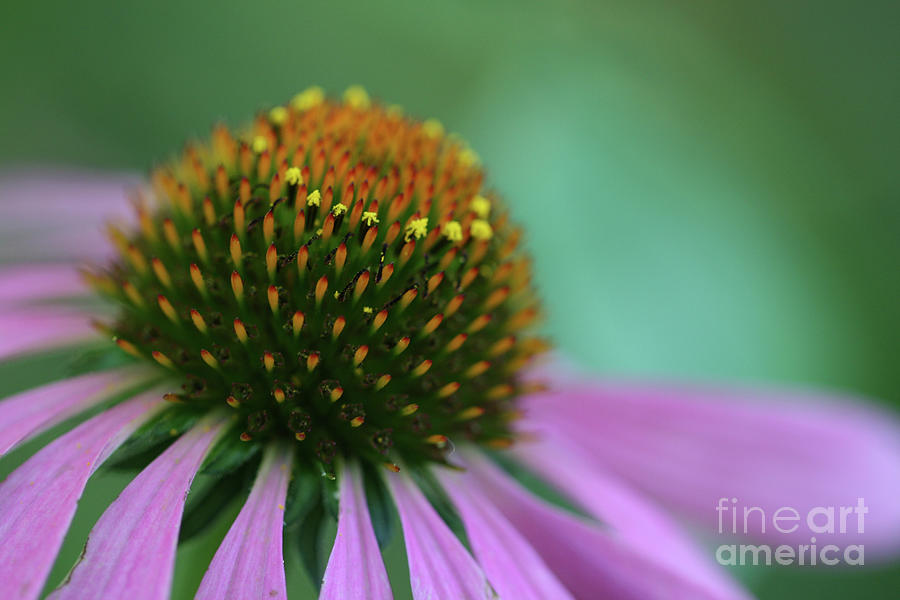 Coneflower Dream Photograph by Tina Uihlein