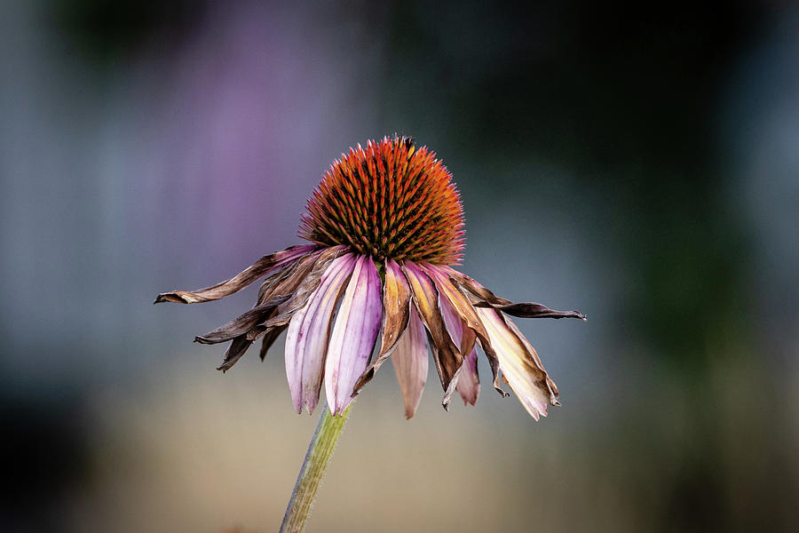 Coneflower in Autumn Photograph by Craig A Walker