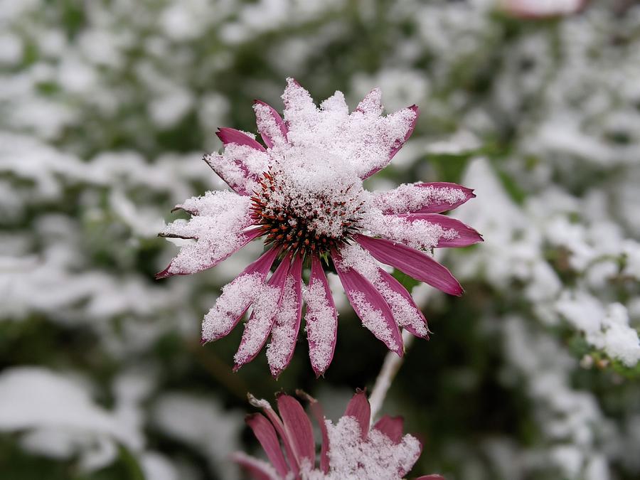 Coneflower in the snow Photograph by Lisa Mutch