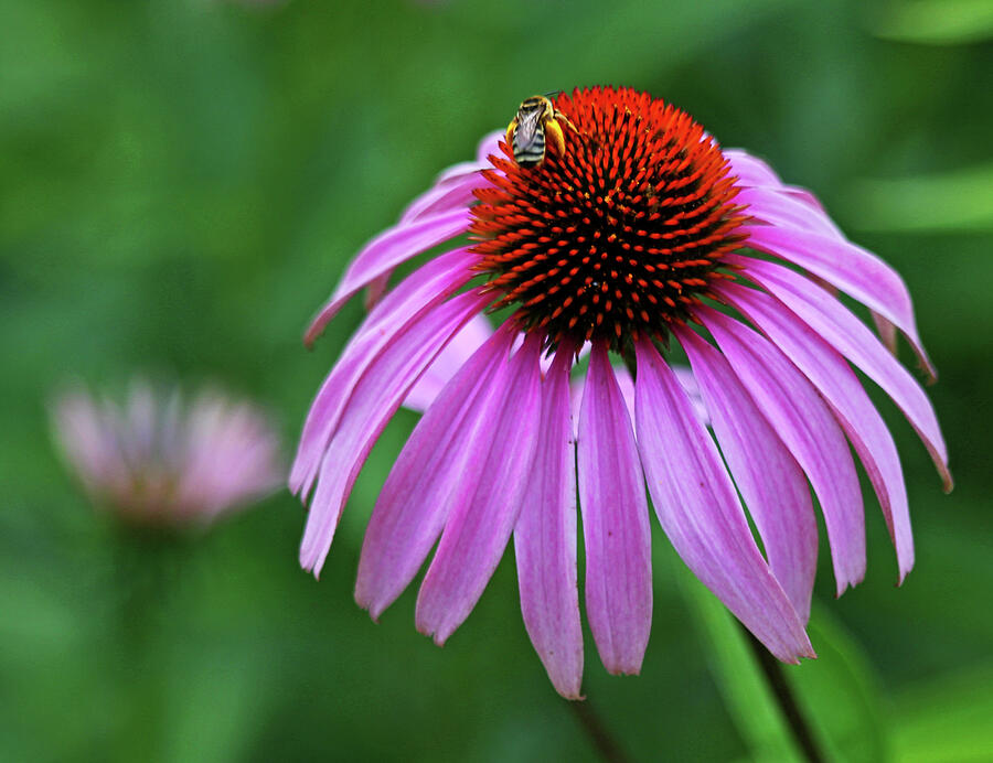 Coneflower Photograph by Judy Vincent