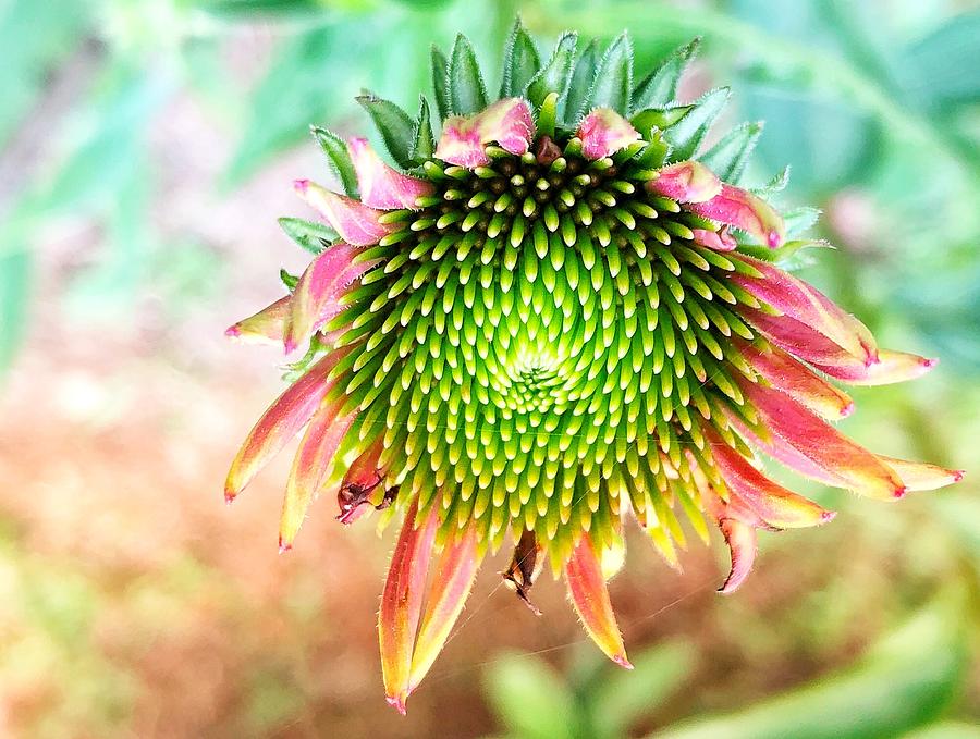 Coneflower Photograph by Lois Lepisto