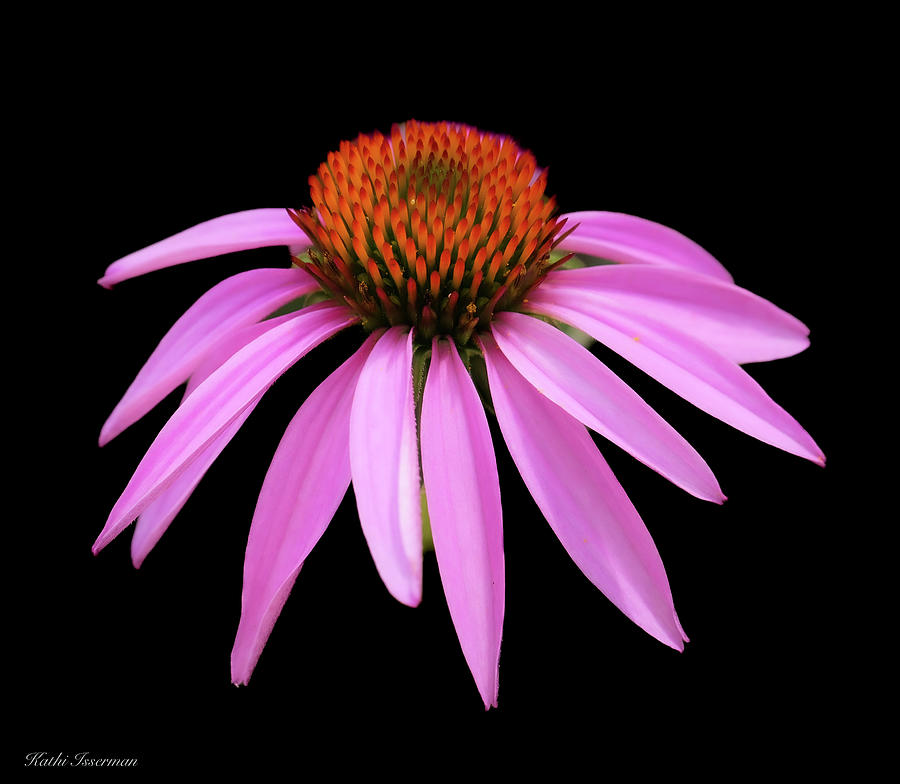 Coneflower on Black Photograph by Kathi Isserman
