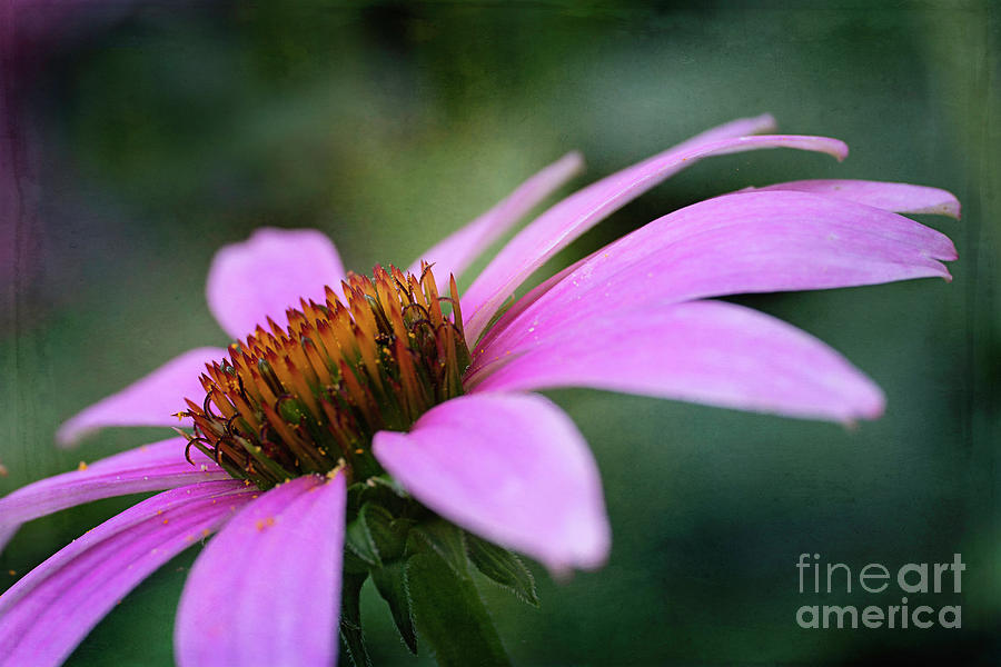 Coneflower Prettiness Photograph by Amy Dundon