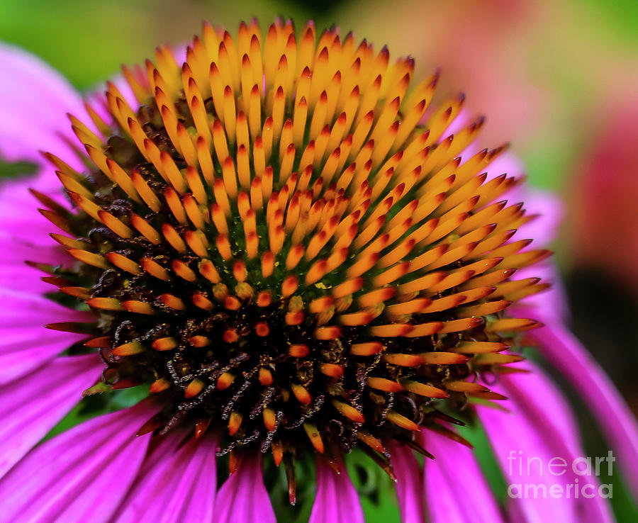 Coneflower Photograph by Seth Betterly