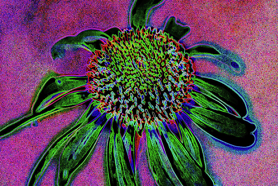Nature Photograph - Coneflower by Simone Hester