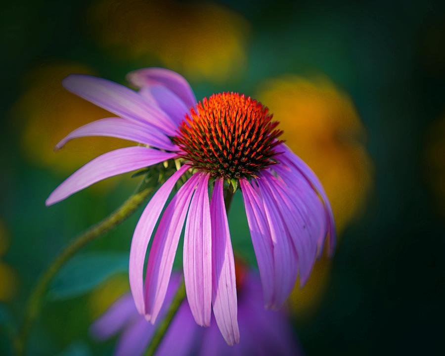 Coneflower Photograph by Susan Rydberg